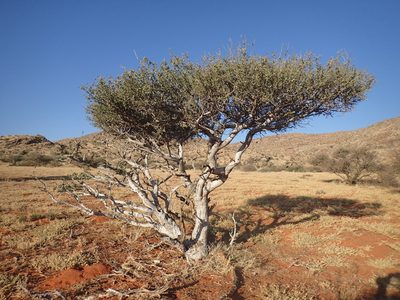 Boscia albitrunca, photographed by Mahomed Desai