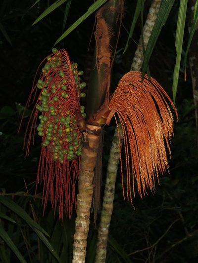 Oenocarpus mapora, photographed by Katja Schulz