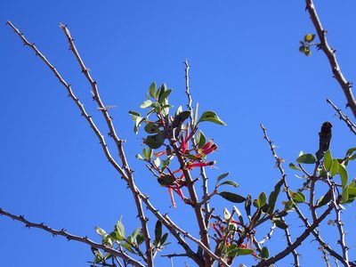 Tapinanthus oleifolius, photographed by Mahomed Desai