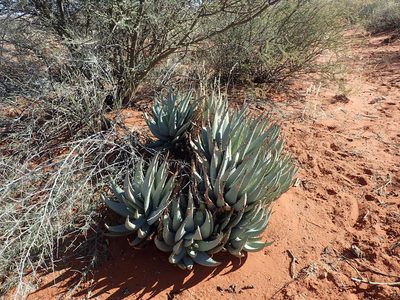 Aloe claviflora, photographed by Mahomed Desai