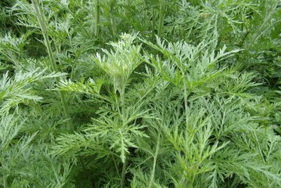 Artemisia sieversiana, photographed by Оксана Серикова