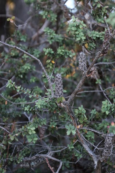 Melaleuca elliptica, photographed by Tony Rebelo