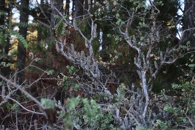 Melaleuca elliptica, photographed by Tony Rebelo