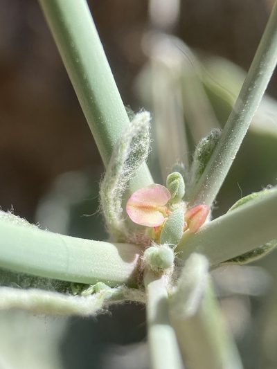 Eriogonum hookeri, photographed by Matt Berger