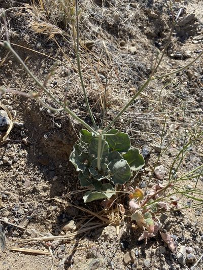 Eriogonum hookeri, photographed by Matt Berger