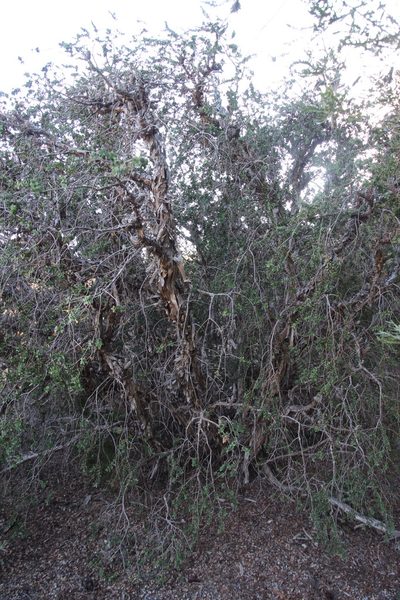 Melaleuca elliptica, photographed by Tony Rebelo