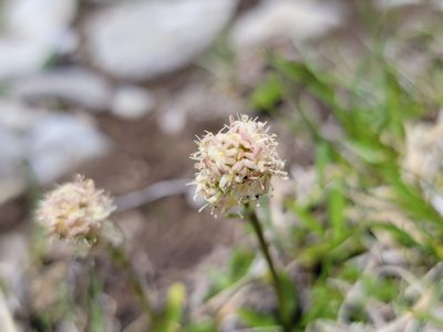 Valeriana celtica, photographed by Elias