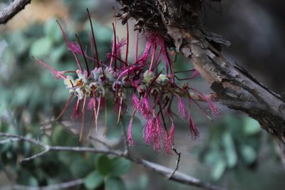 Melaleuca elliptica, photographed by Tony Rebelo