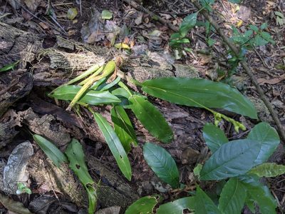 Polystachya cultriformis, photographed by Elliot Kulakow