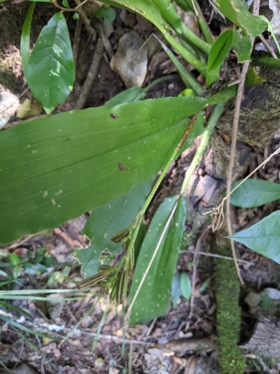 Polystachya cultriformis, photographed by Elliot Kulakow