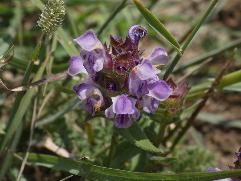 Prunella hyssopifolia, photographed by Yves Bas