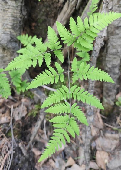 Gymnocarpium jessoense, photographed by Юлия