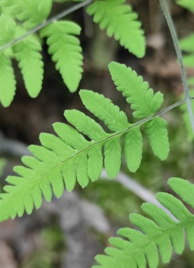 Gymnocarpium jessoense, photographed by Юлия
