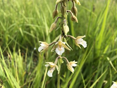 Epipactis palustris, photographed by Jason Grant