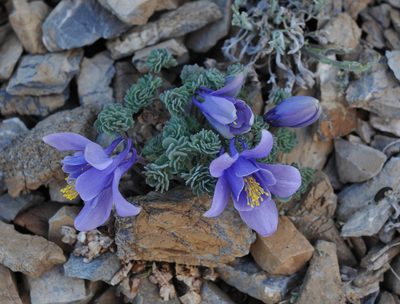 Aquilegia jonesii, photographed by Todd Boland