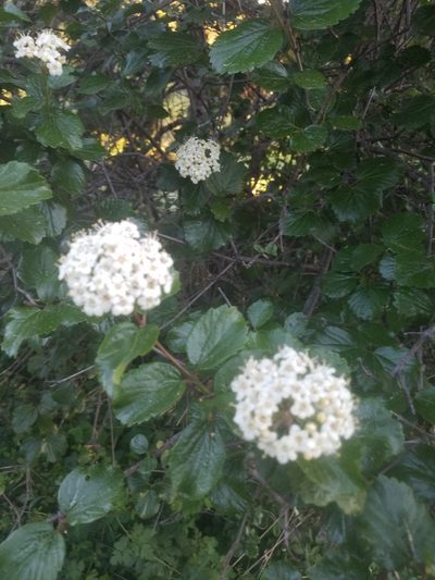 Viburnum ellipticum, photographed by kunstmanl