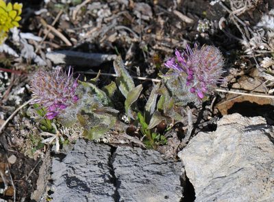 Veronica wyomingensis, photographed by Todd Boland