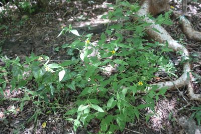 Wedelia acapulcensis, photographed by Cenoteando