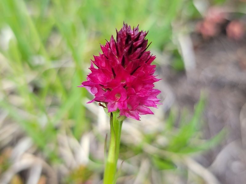Gymnadenia miniata, photographed by Elias