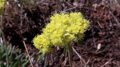 Eriogonum flavum, photographed by Joshua Morris