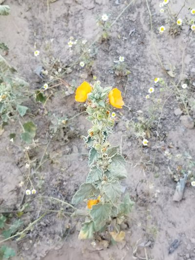 Sphaeralcea orcuttii, photographed by Bob Miller