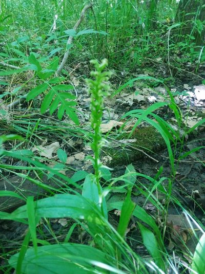 Platanthera flava, photographed by Sam Droege