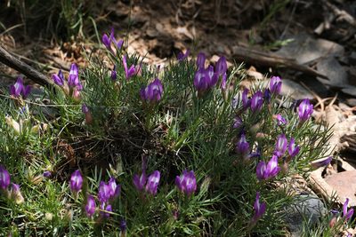 Oxytropis aciphylla, photographed by Wang.QG