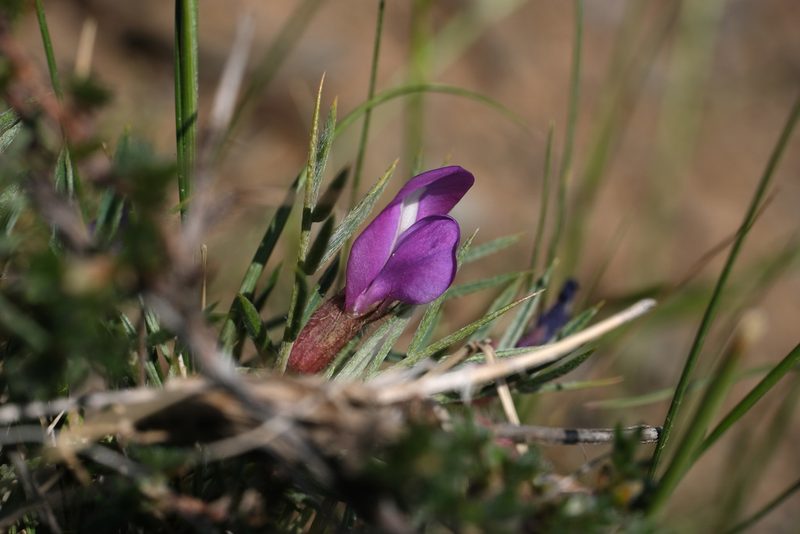 Oxytropis aciphylla, photographed by Wang.QG