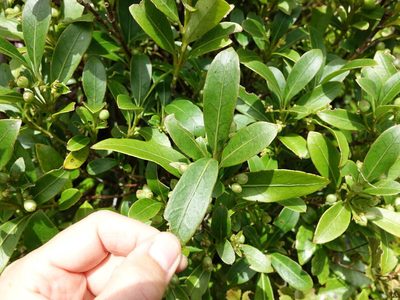 Coprosma dodonaeifolia, photographed by Jacqui Geux