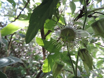 Passiflora bryonioides, photographed by Sandino Guerrero