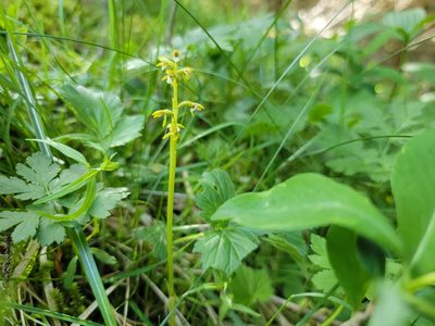 Corallorhiza trifida, photographed by Elias