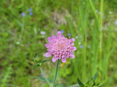 Knautia dipsacifolia, photographed by Elias