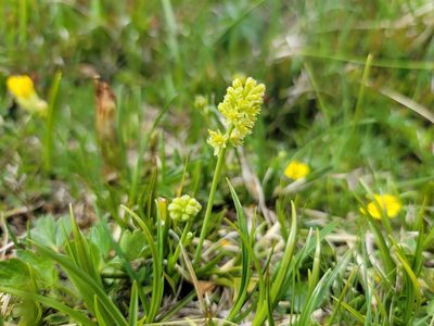 Tofieldia calyculata, photographed by Elias