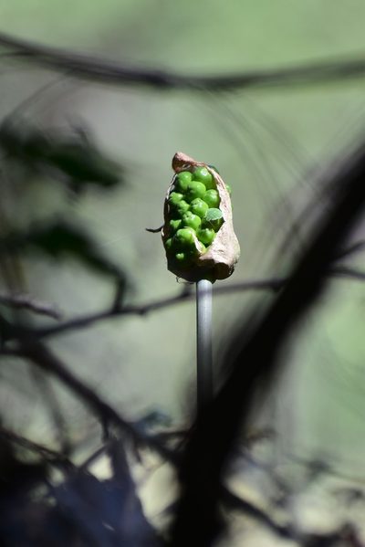 Arum korolkowii, photographed by Kudaibergen Amirekul