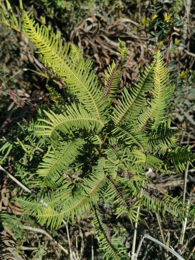 Sticherus cryptocarpus, photographed by Inao Vasquez