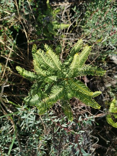 Sticherus cryptocarpus, photographed by Inao Vasquez