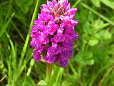 Dactylorhiza majalis, photographed by Susan Marley