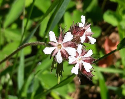 Potentilla douglasii, photographed by Joshua Morris