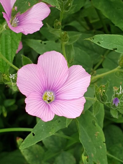 Linum hypericifolium, photographed by Дауд Арсанукаев