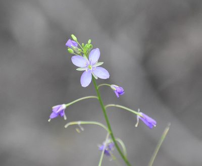 Heliophila subulata, photographed by Justin Ponder