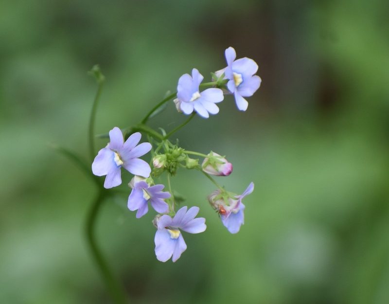 Nemesia affinis, photographed by Justin Ponder