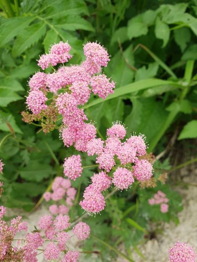 Pimpinella rhodantha, photographed by Дауд Арсанукаев