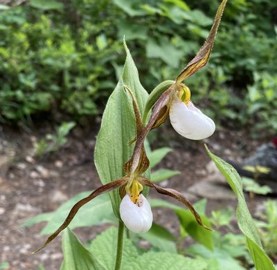 Cypripedium montanum, photographed by Caleb Catto