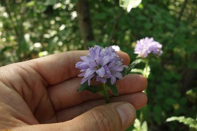 Campanula cervicaria, photographed by Aleksei Baushev