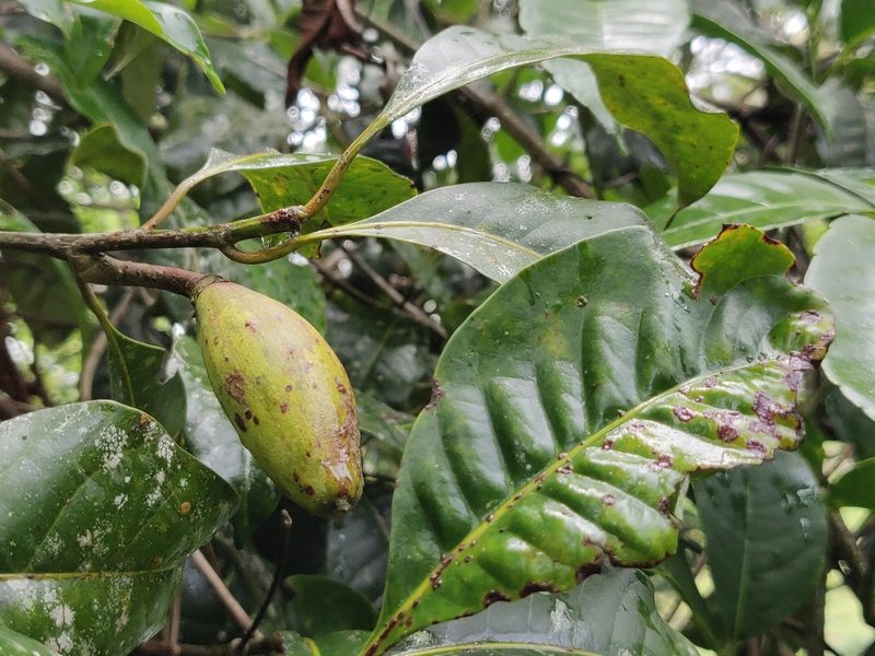 Palaquium ellipticum, photographed by T R Shankar Raman