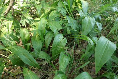 Scorzonera humilis, photographed by Aleksei Baushev