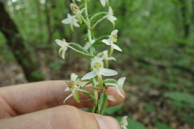 Platanthera chlorantha, photographed by Aleksei Baushev