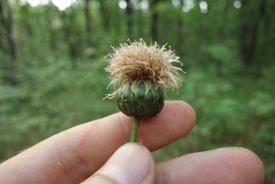 Klasea lycopifolia, photographed by Aleksei Baushev