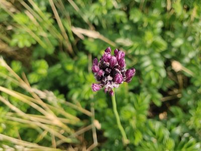 Allium scorodoprasum, photographed by Morten Rosenvold Villadsen