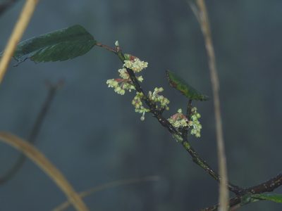 Cercocarpus macrophyllus, photographed by Bernardino Villa B.